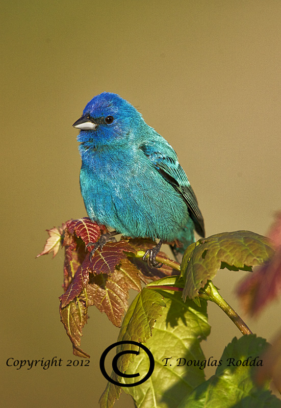 INDIGO BUNTING